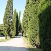 Auffahrt zum Weingut Borgo Scopeto e Caparzo