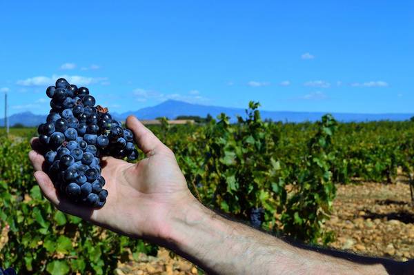 Domaine Grand Veneur Châteauneuf du Pape kaufen Sie diese Cote du Rhone Weine in Göppingen und Aalen